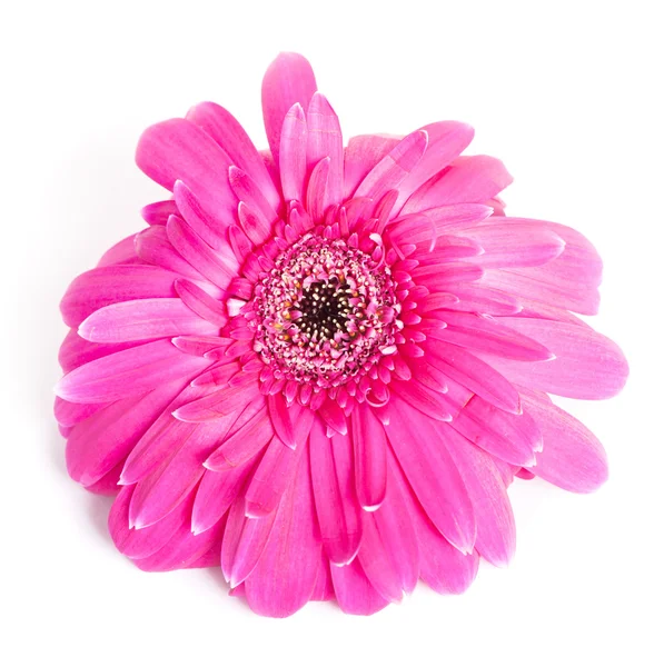 Цветок розовой герберы — стоковое фото