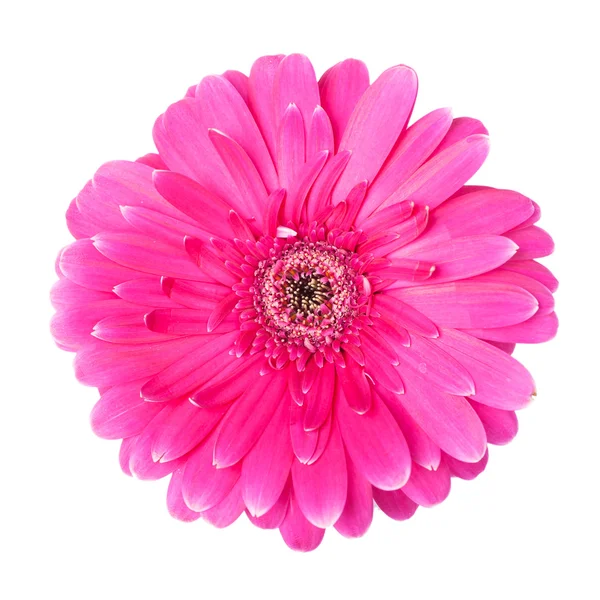 Pink gerber flower — Stock Photo, Image