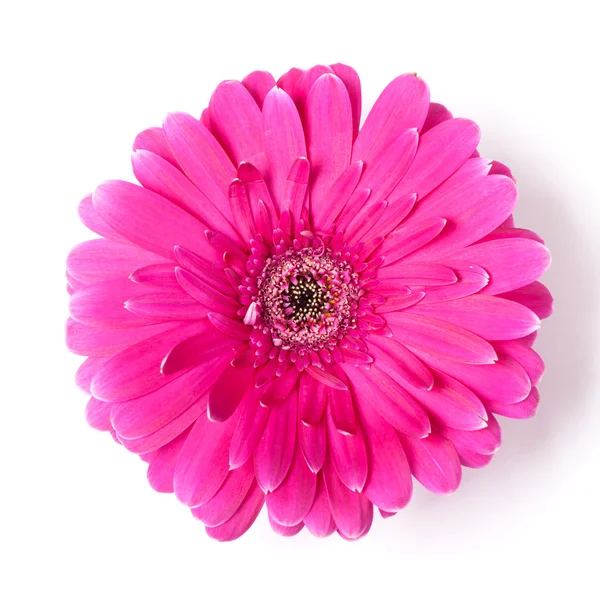 Pink gerber flower — Stock Photo, Image