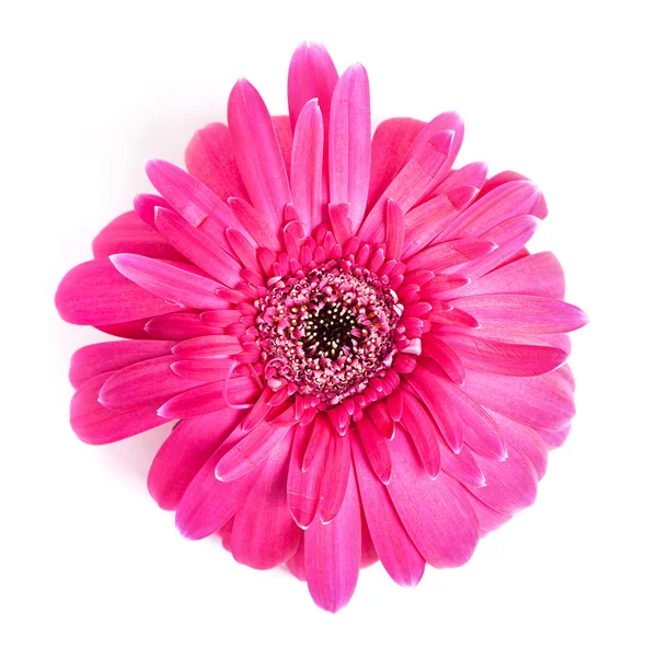 Цветок розовой герберы — стоковое фото