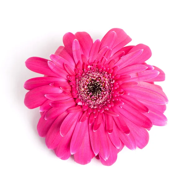 Wilted pink gerbera flower — Stock Photo, Image