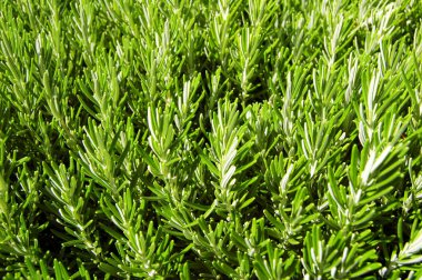 Vahşi biberiye bush