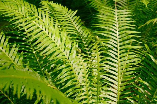 Forest fern leaves — Stock Photo, Image
