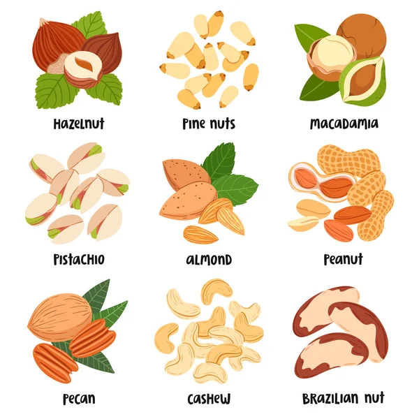 Fındık illüstrasyon seti