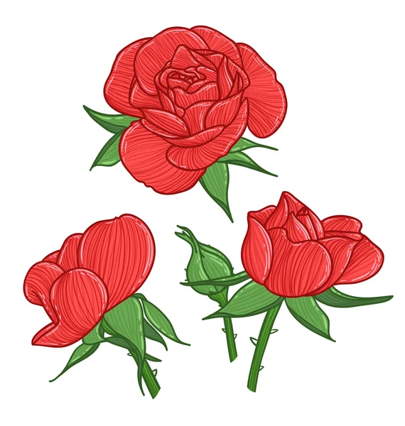 Ilustrace červené růže — Stockový vektor
