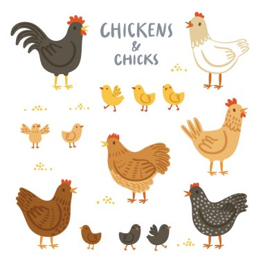 Chickens and chicks illustration set clipart