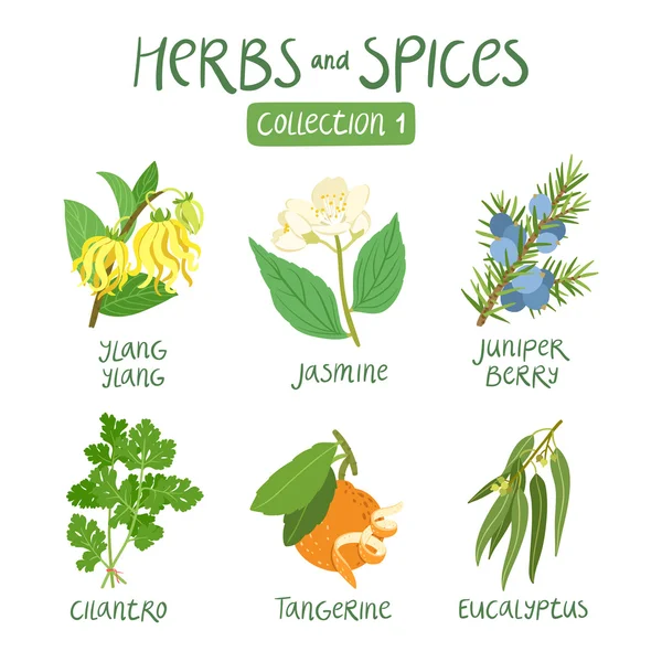 Herbs and spices collection 1 — Stock Vector