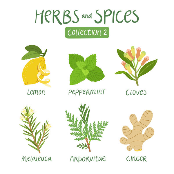 Herbs and spices collection 2