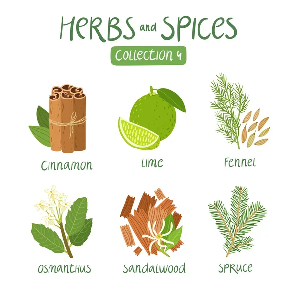 Herbs and spices collection 4 — Stock Vector