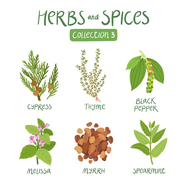 Herbs and spices collection 3 — Stock Vector