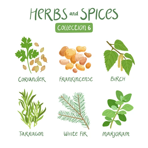 Herbs and spices collection 6 — Stock Vector