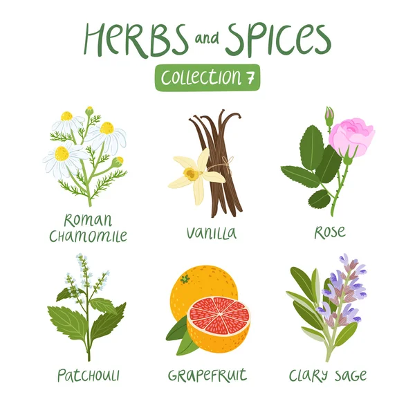 Herbs and spices collection 7 — Stock Vector