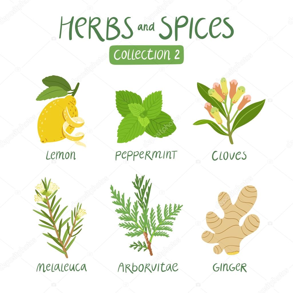 Herbs and spices collection 2