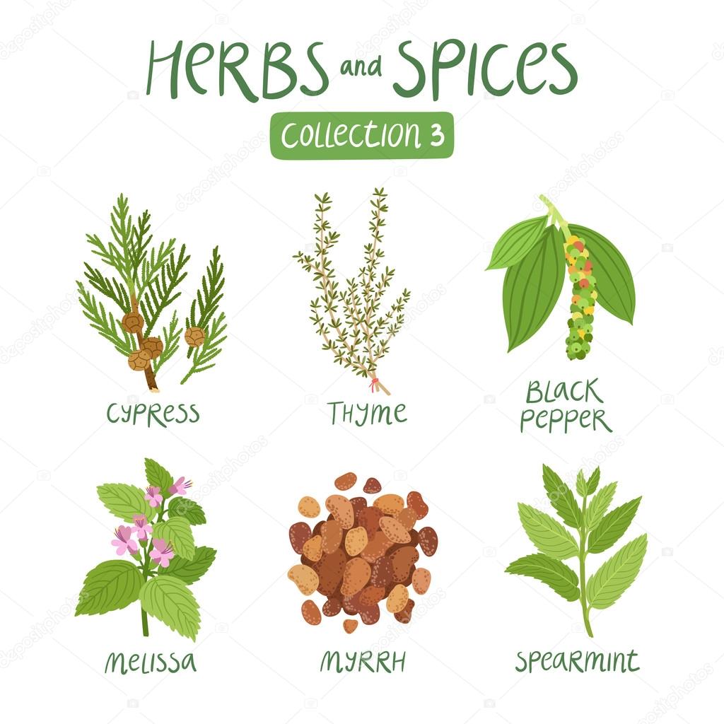 Herbs and spices collection 3