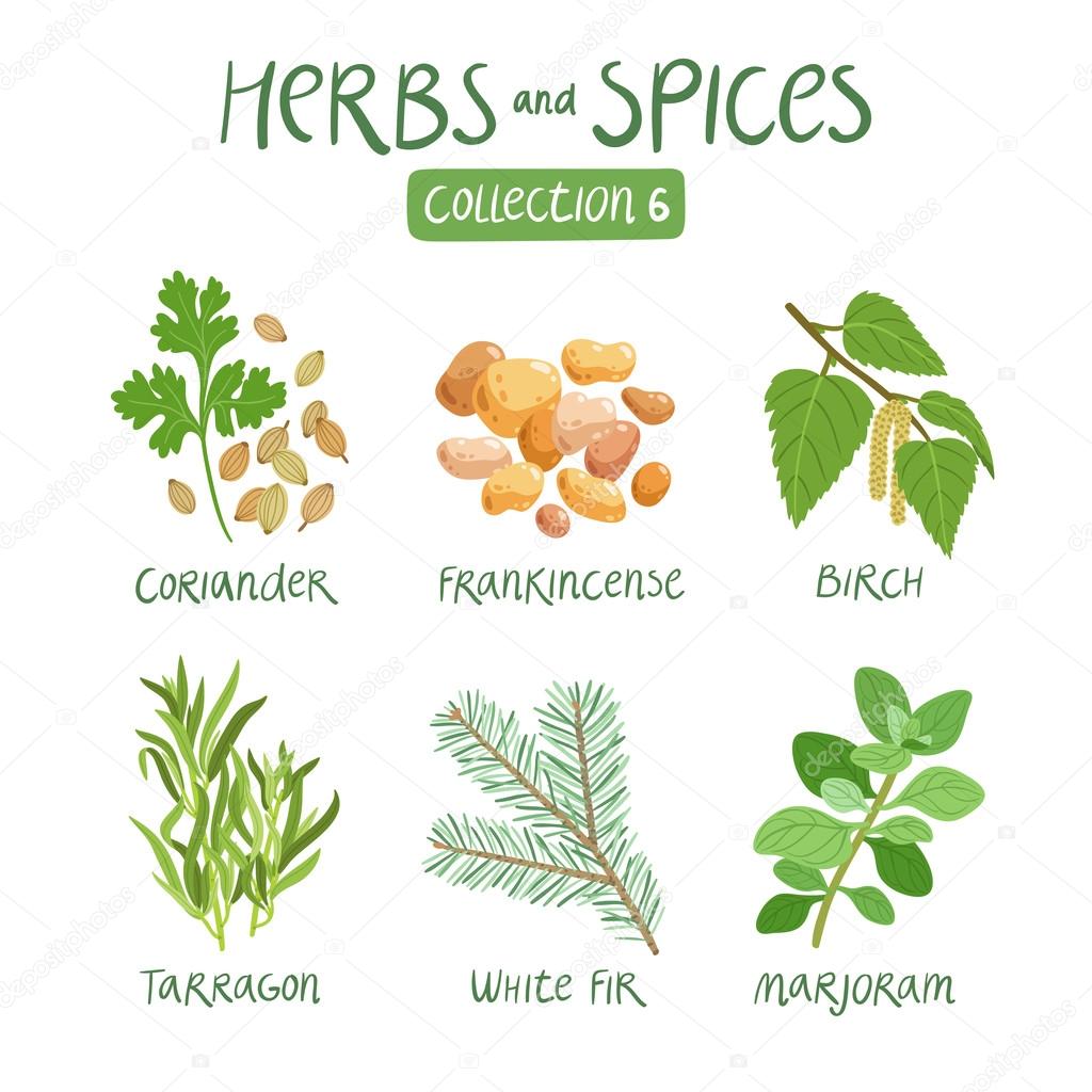 Herbs and spices collection 6