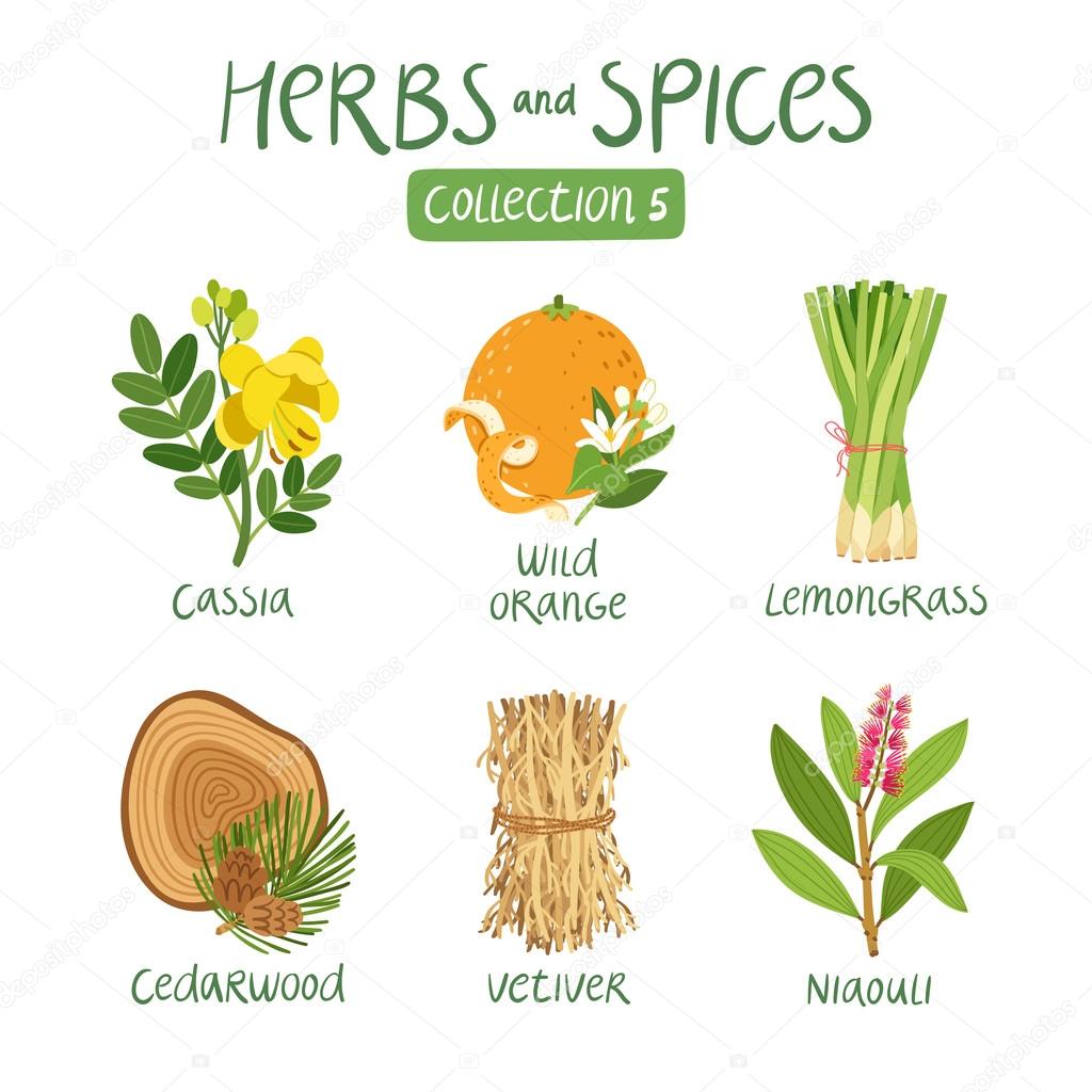 Herbs and spices collection 5
