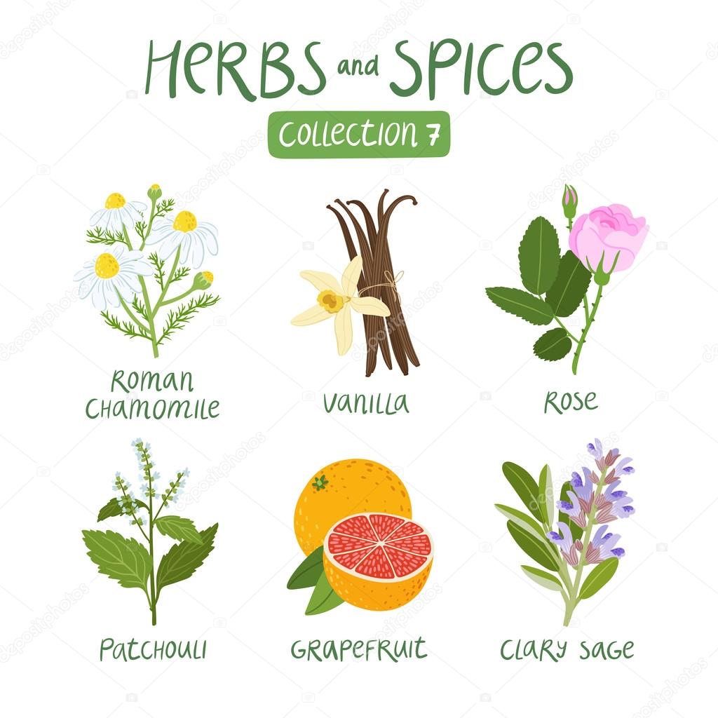 Herbs and spices collection 7