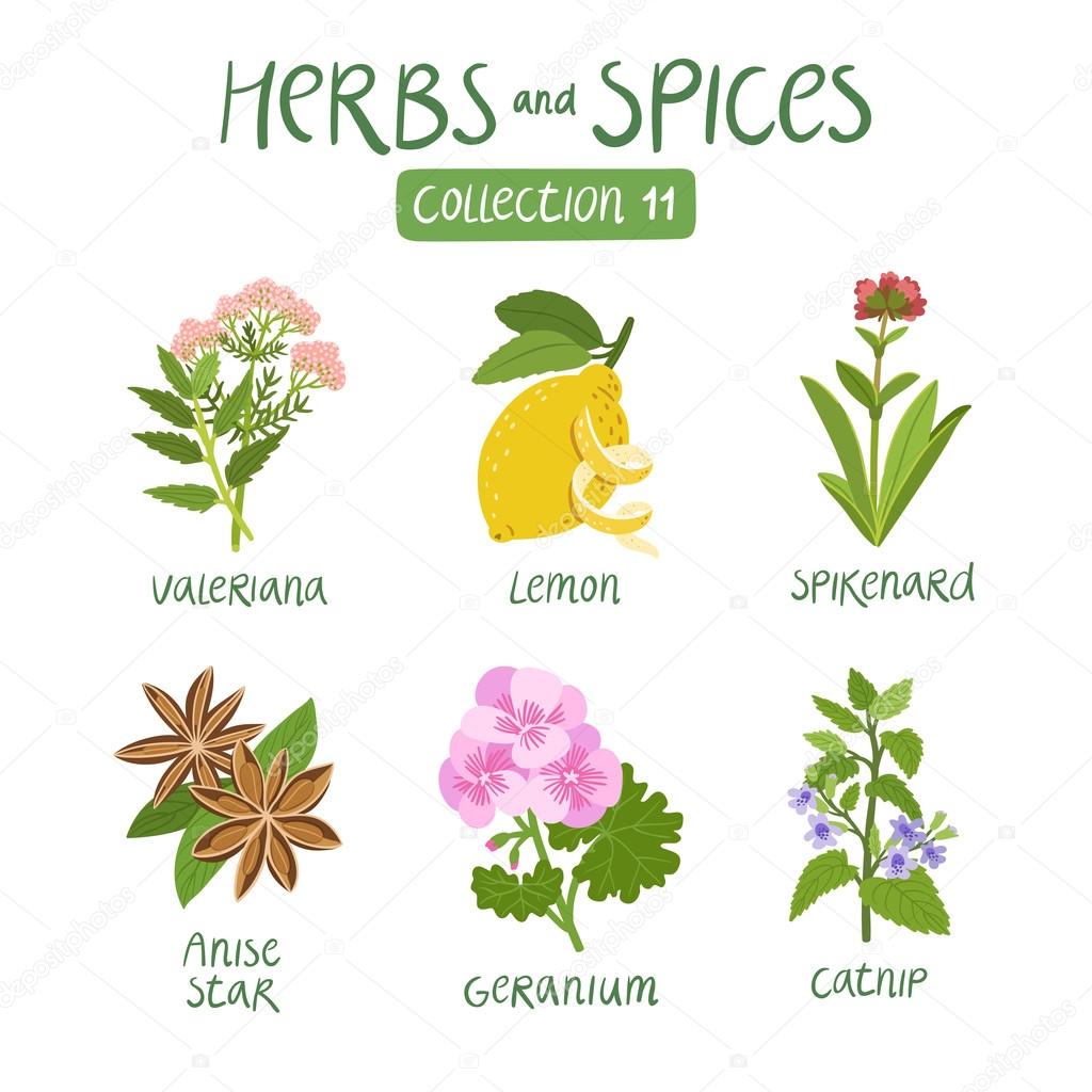 Herbs and spices collection 11