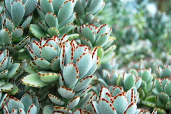 Flauschiges Sukkulentenbeet — Stockfoto