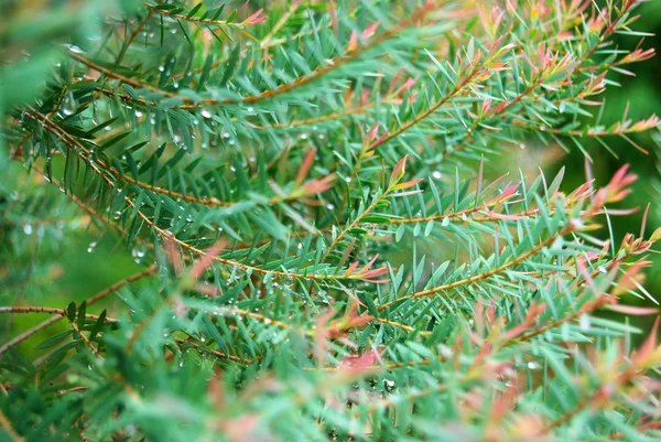 Plant with little leaves and raindrops — Stock Photo, Image