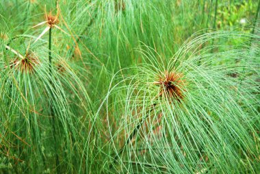 Kümelenmiş papirüs bitki