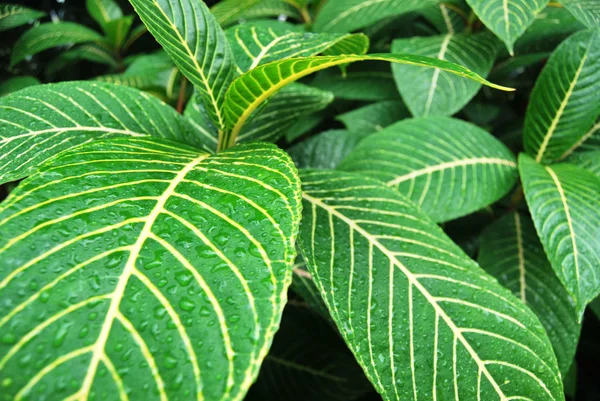 Grandes feuilles vertes après la pluie — Photo