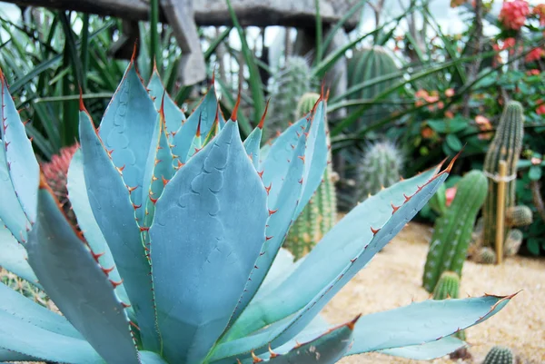 Duże piękne Kaktus cierniem — Zdjęcie stockowe