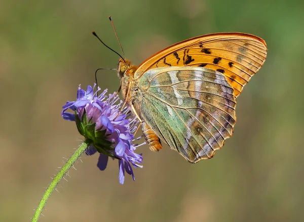 Silver-washed Fritillary with closed wings — Stock Photo, Image