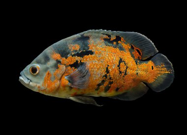 Oscar Fish black üzerinde izole