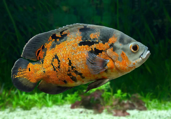 Heldere Oscar vis onderwater Stockfoto