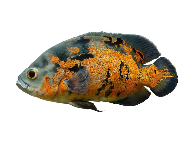 Oscar риби ізольовані шпалерами білого кольору Стокове Зображення