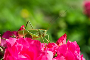 Tettigonia cantans Katydid
