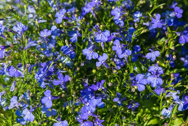 Lobelia — Stockfoto