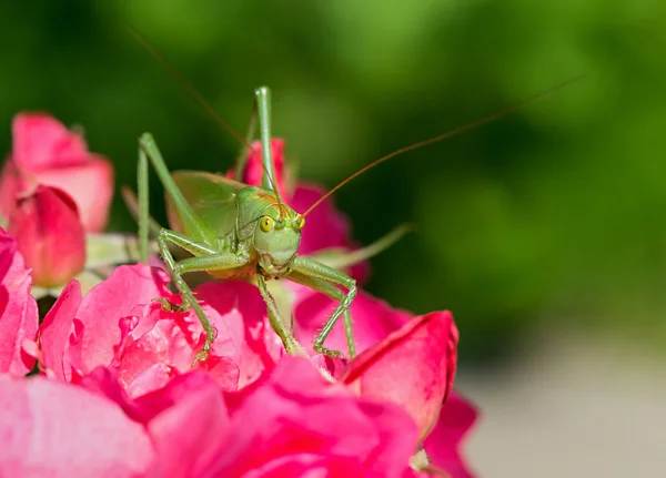 Retrato de Tettigonia cantans Fotos de stock