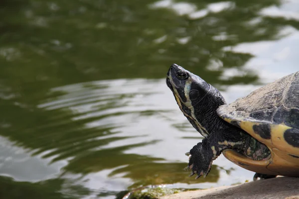 Turtle — Stock Photo, Image