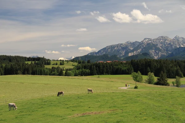 Alm-meadow — Stock Photo, Image