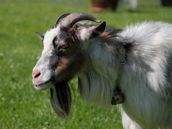 Domestic goat — Stock Photo, Image