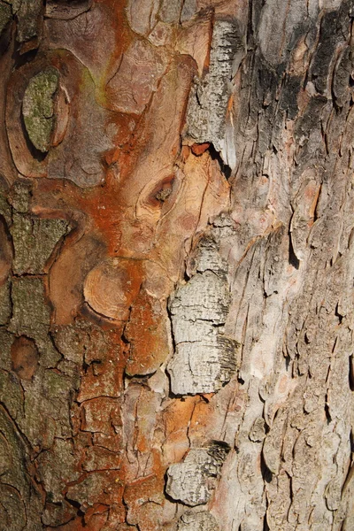 Плоске дерево — стокове фото
