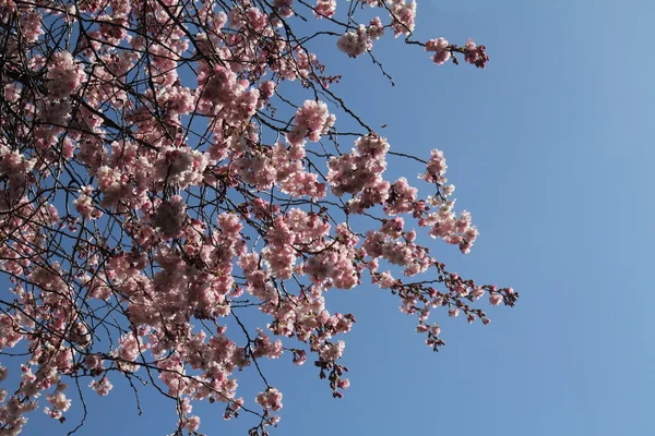 Almond blossoms — Stock Photo, Image