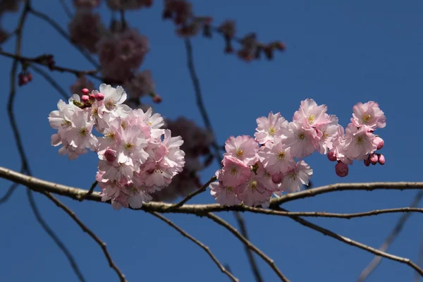 Almond blossoms — Stock Photo, Image