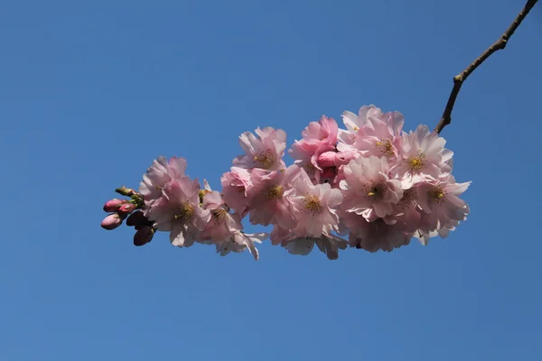 Almond blossoms — Stock Photo, Image