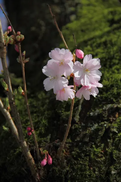 Fleurs d'amande au printemps — Photo