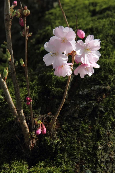 Almond blossoms — Stock Photo, Image