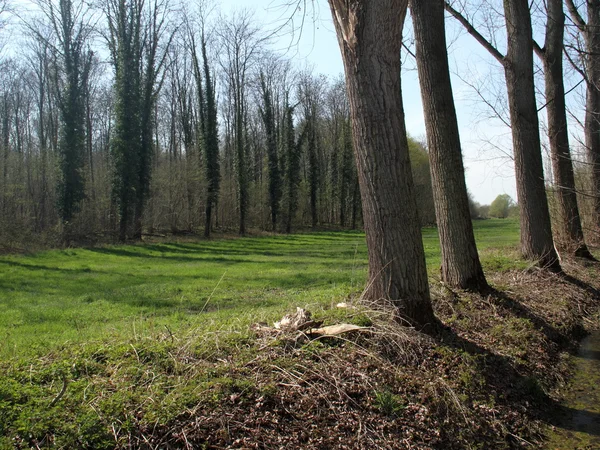 Row of trees — Stock Photo, Image