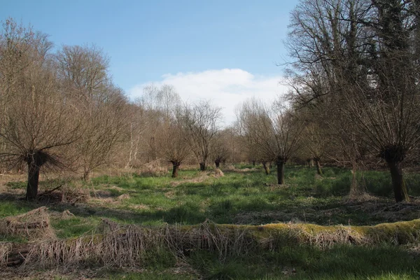 Pollard willows — Stok fotoğraf