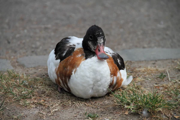 Sieraden eend — Stockfoto