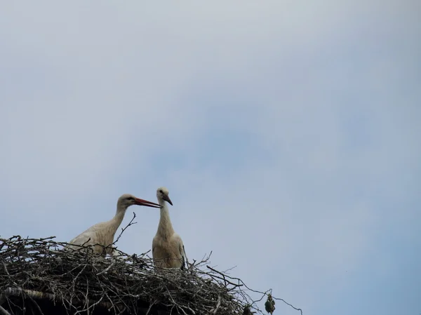 コウノトリ — ストック写真