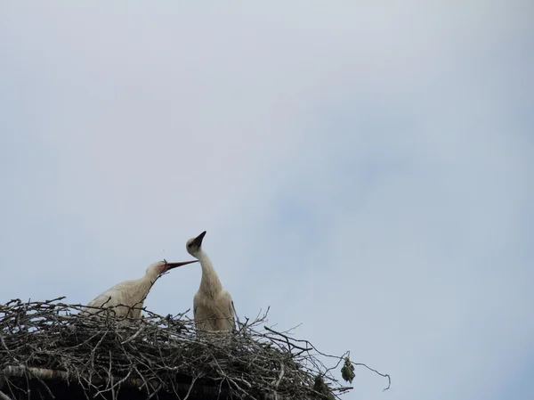 Weißstorch — Stockfoto