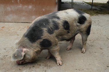bunten Bentheimer Schwein