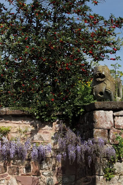 Wisteria — Zdjęcie stockowe